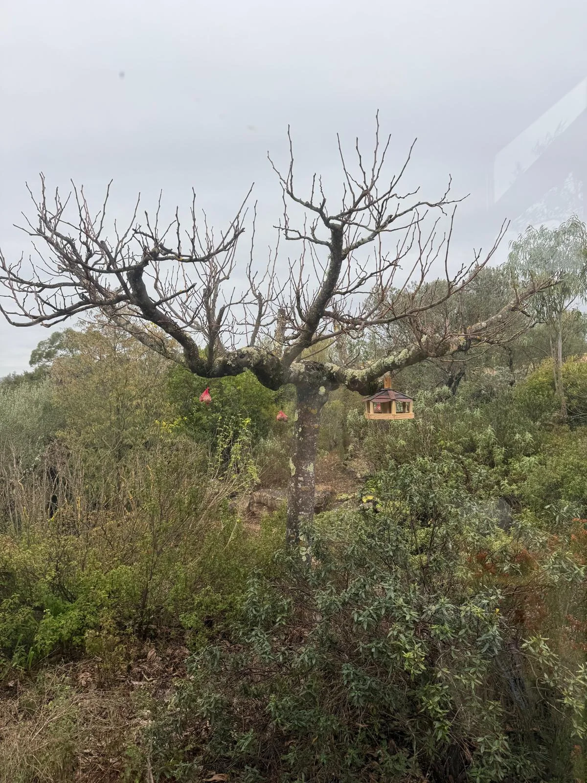 Mangeoire suspendue aux branches d’un arbre dans un paysage provençal